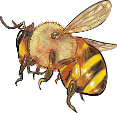 bee-2 (1)