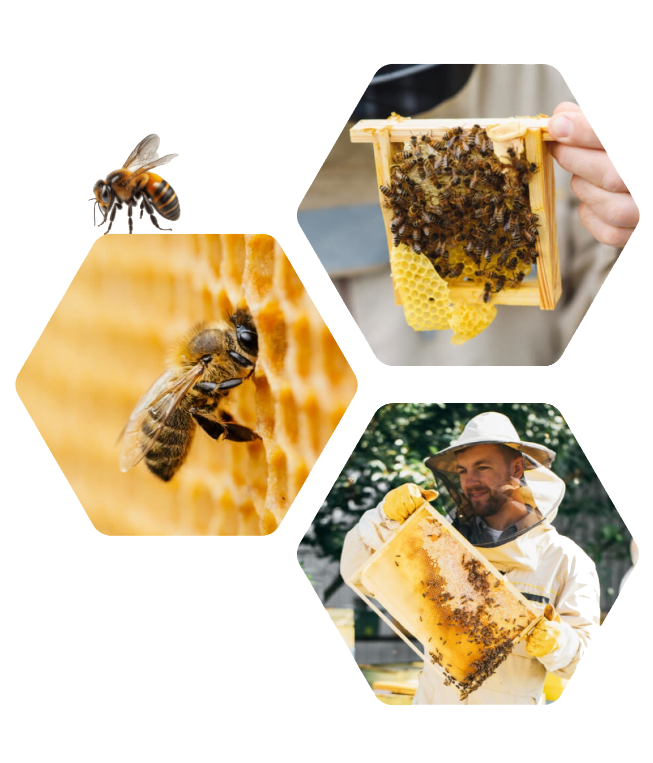 screencapture-preview-themeforest-net-item-melipona-beekeeping-and-honey-shop-html-template-full-screen-preview-52638229-2026-08-09-08_48_02 Screencapture preview themeforest net item melipona beekeeping and honey shop html template full screen preview 52638229 2026 08 09 08 48 02